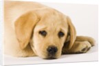 Golden Labrador Retriever Puppy by Anonymous