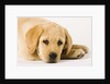 Golden Labrador Retriever Puppy by Anonymous