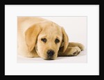 Golden Labrador Retriever Puppy by Anonymous