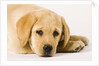 Golden Labrador Retriever Puppy by Anonymous