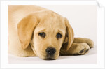 Golden Labrador Retriever Puppy by Anonymous