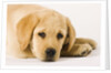 Golden Labrador Retriever Puppy by Anonymous