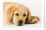 Golden Labrador Retriever Puppy by Anonymous