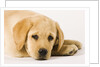 Golden Labrador Retriever Puppy by Anonymous