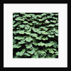 Clover by Anonymous