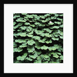 Clover by Anonymous