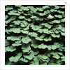 Clover by Anonymous