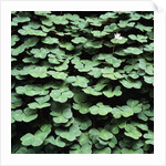 Clover by Anonymous
