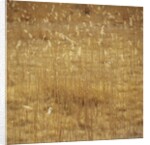 Dry Grass by Anonymous