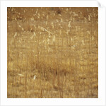 Dry Grass by Anonymous