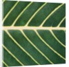 Closeup of Leaf by Anonymous