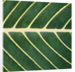 Closeup of Leaf by Anonymous