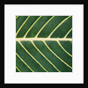 Closeup of Leaf by Anonymous