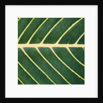 Closeup of Leaf by Anonymous