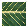 Closeup of Leaf by Anonymous