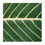Closeup of Leaf by Anonymous