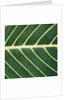 Closeup of Leaf by Anonymous