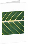 Closeup of Leaf by Anonymous