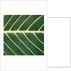 Closeup of Leaf by Anonymous