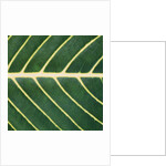 Closeup of Leaf by Anonymous