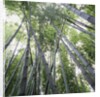 Bamboo Forest by Anonymous