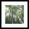 Bamboo Forest by Anonymous