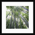 Bamboo Forest by Anonymous