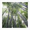 Bamboo Forest by Anonymous