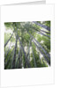 Bamboo Forest by Anonymous