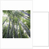 Bamboo Forest by Anonymous