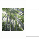Bamboo Forest by Anonymous