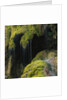 Water Running down Vegetation Covered Rocks by Anonymous