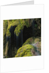 Water Running down Vegetation Covered Rocks by Anonymous