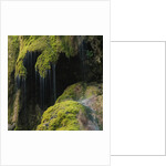 Water Running down Vegetation Covered Rocks by Anonymous