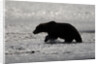 Grizzly Bear Hunting Spawning Salmon at Kukak Bay by Anonymous
