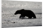 Grizzly Bear Hunting Spawning Salmon at Kukak Bay by Anonymous