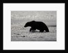 Grizzly Bear Hunting Spawning Salmon at Kukak Bay by Anonymous