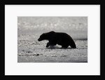 Grizzly Bear Hunting Spawning Salmon at Kukak Bay by Anonymous