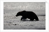 Grizzly Bear Hunting Spawning Salmon at Kukak Bay by Anonymous