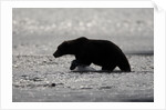 Grizzly Bear Hunting Spawning Salmon at Kukak Bay by Anonymous
