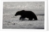 Grizzly Bear Hunting Spawning Salmon at Kukak Bay by Anonymous