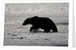 Grizzly Bear Hunting Spawning Salmon at Kukak Bay by Anonymous
