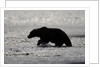 Grizzly Bear Hunting Spawning Salmon at Kukak Bay by Anonymous