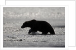 Grizzly Bear Hunting Spawning Salmon at Kukak Bay by Anonymous