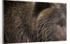Two Year Old Brown Bear in Katmai National Park by Anonymous