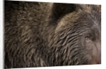 Two Year Old Brown Bear in Katmai National Park by Anonymous