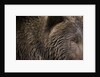 Two Year Old Brown Bear in Katmai National Park by Anonymous