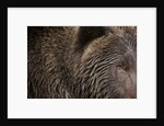 Two Year Old Brown Bear in Katmai National Park by Anonymous