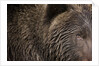 Two Year Old Brown Bear in Katmai National Park by Anonymous
