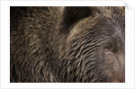 Two Year Old Brown Bear in Katmai National Park by Anonymous